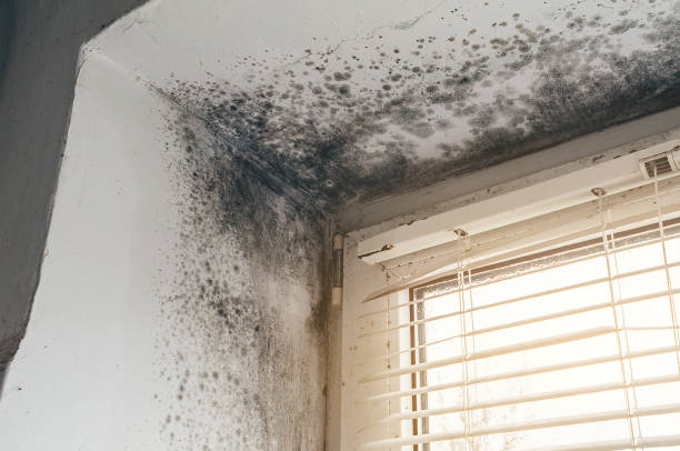 Affordable Basement Mold Removal solutions in Garland, NC