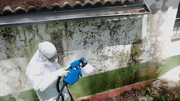 Top rated local Basement Mold Removal specialists in Garland, NC
